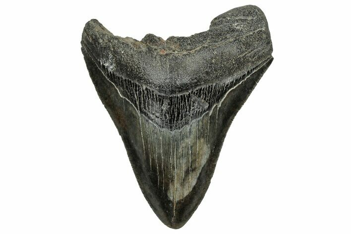 Fossil Megalodon Tooth - South Carolina #328592